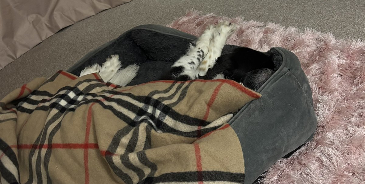 gracelandqueen's tweet image. Well Lucy's Grandad got home after two weeks away and I'm pleased to see she's sticking with girl loyalty and not deserting me tonight ! Good girl 😘