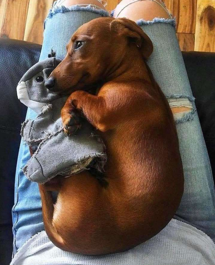 BestinDogs's tweet image. I just adopted him.
He walked out of the shelter clinging to his torn little toy — the only piece of comfort he had left.
He hasn’t let go of it. Not yet. Because he’s still scared.
Because his past is written in the way he curls up tightly and flinches at sudden sounds.…