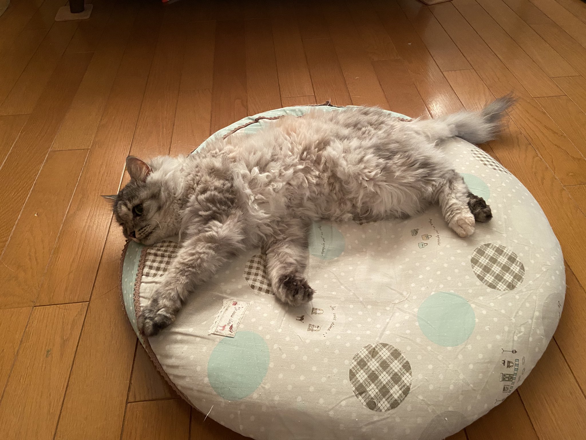 きまぐれcat's-eye on X: 