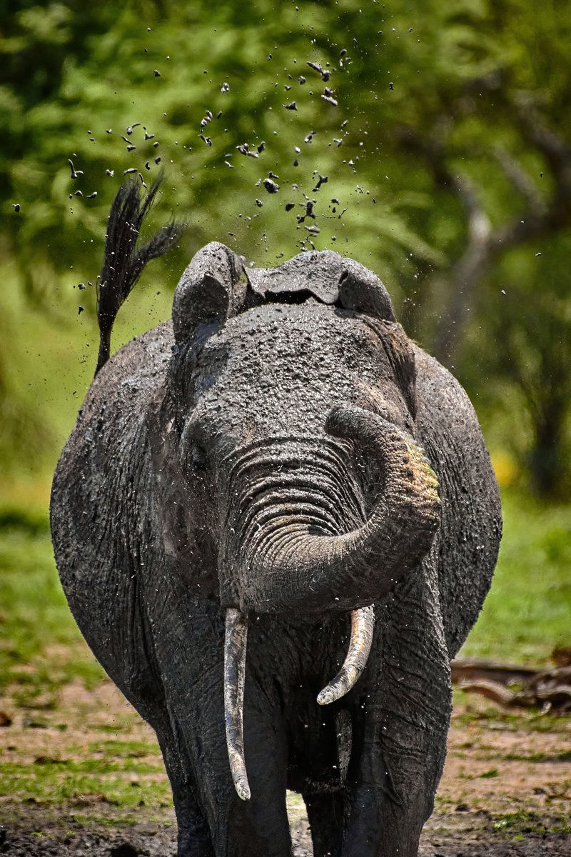 bownaankamal's tweet image. Elephants can recognize themselves in a mirror—a sign of advanced self-awareness and intelligence that only a few animals, including great apes, dolphins, and magpies, have demonstrated.
This ability shows that elephants possess a sense of self, complex cognition, and emotional…