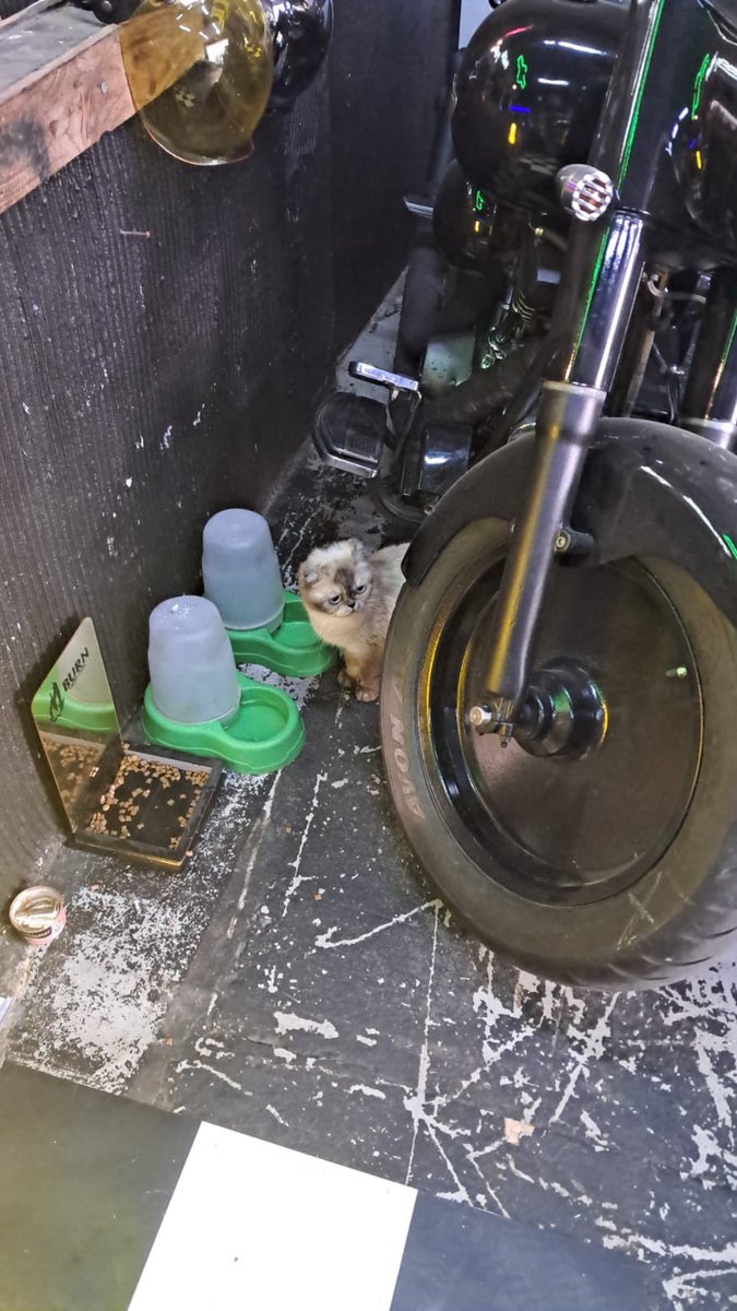 Bir evdeki haline bir şimdi ki haline bakın.  Motorların arasında yaşamaya çalışmış. Ama o da yeteri gelmemiş. Kurtulmak için ellerinden geleni yapmışlar. Hiç de vicdan azabı duymamışlar.