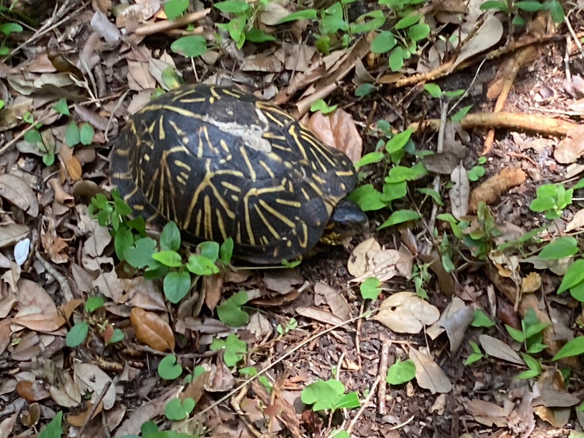 TheStoneMatador's tweet image. Look at this sneaky little turtle ! His camouflage is On-Point, raking weeds and was practically on top of him before I noticed….