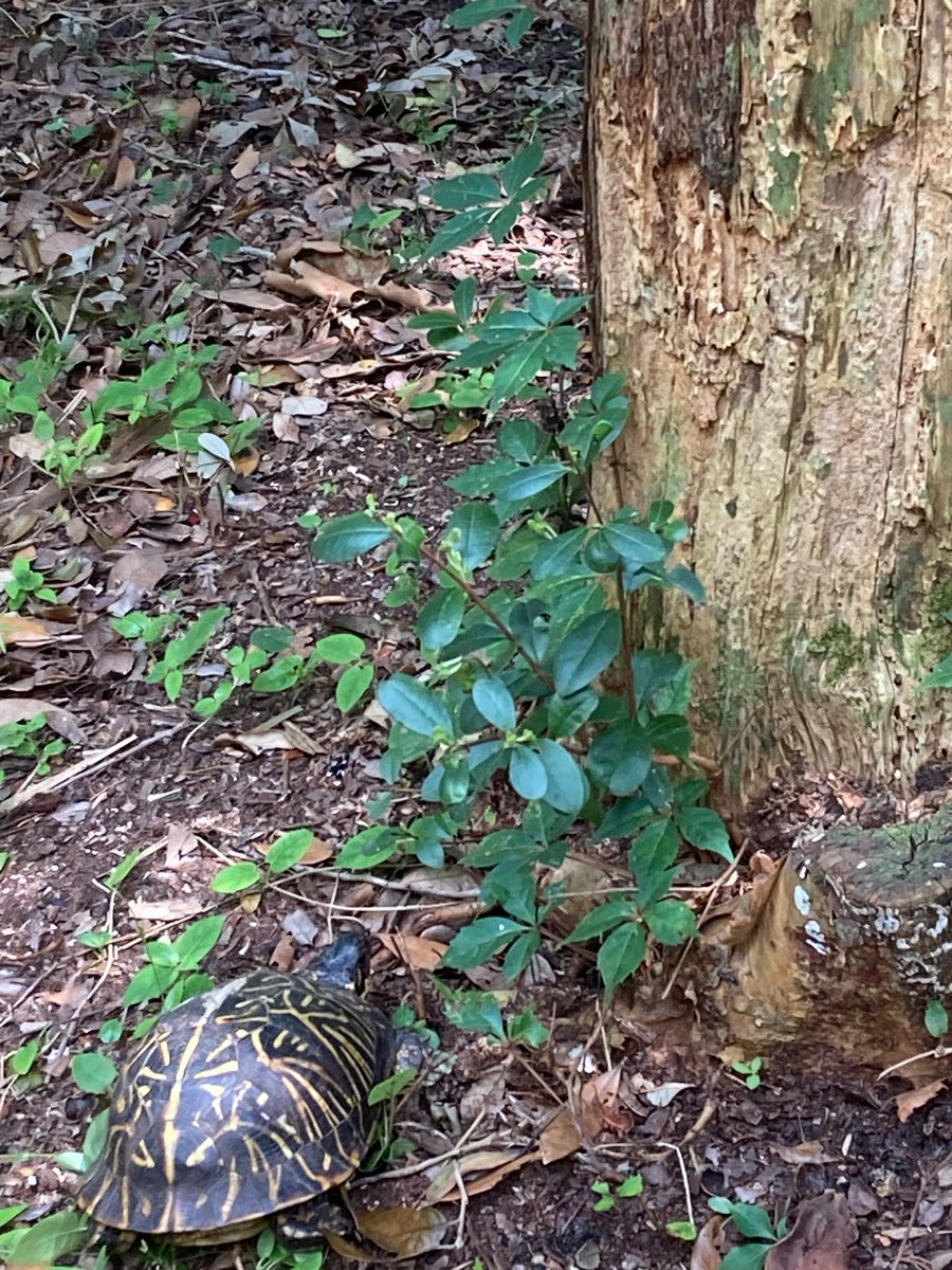 TheStoneMatador's tweet image. Look at this sneaky little turtle ! His camouflage is On-Point, raking weeds and was practically on top of him before I noticed….