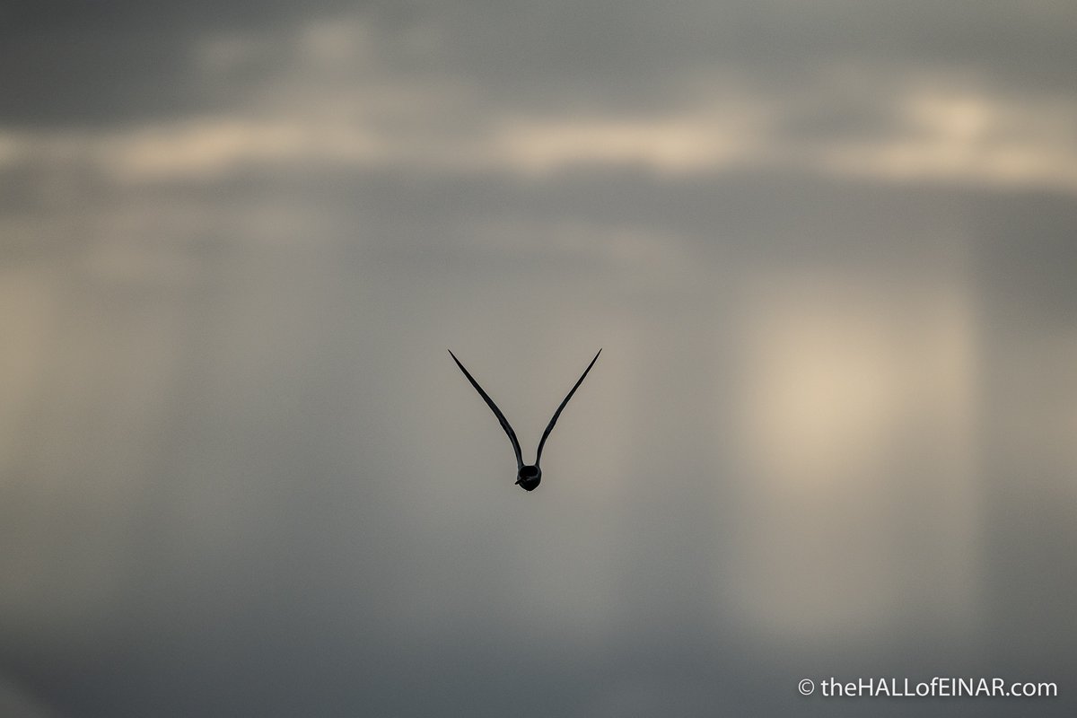 theHALLofEINAR's tweet image. An Arctic Tern returning home to the colony with a fish.