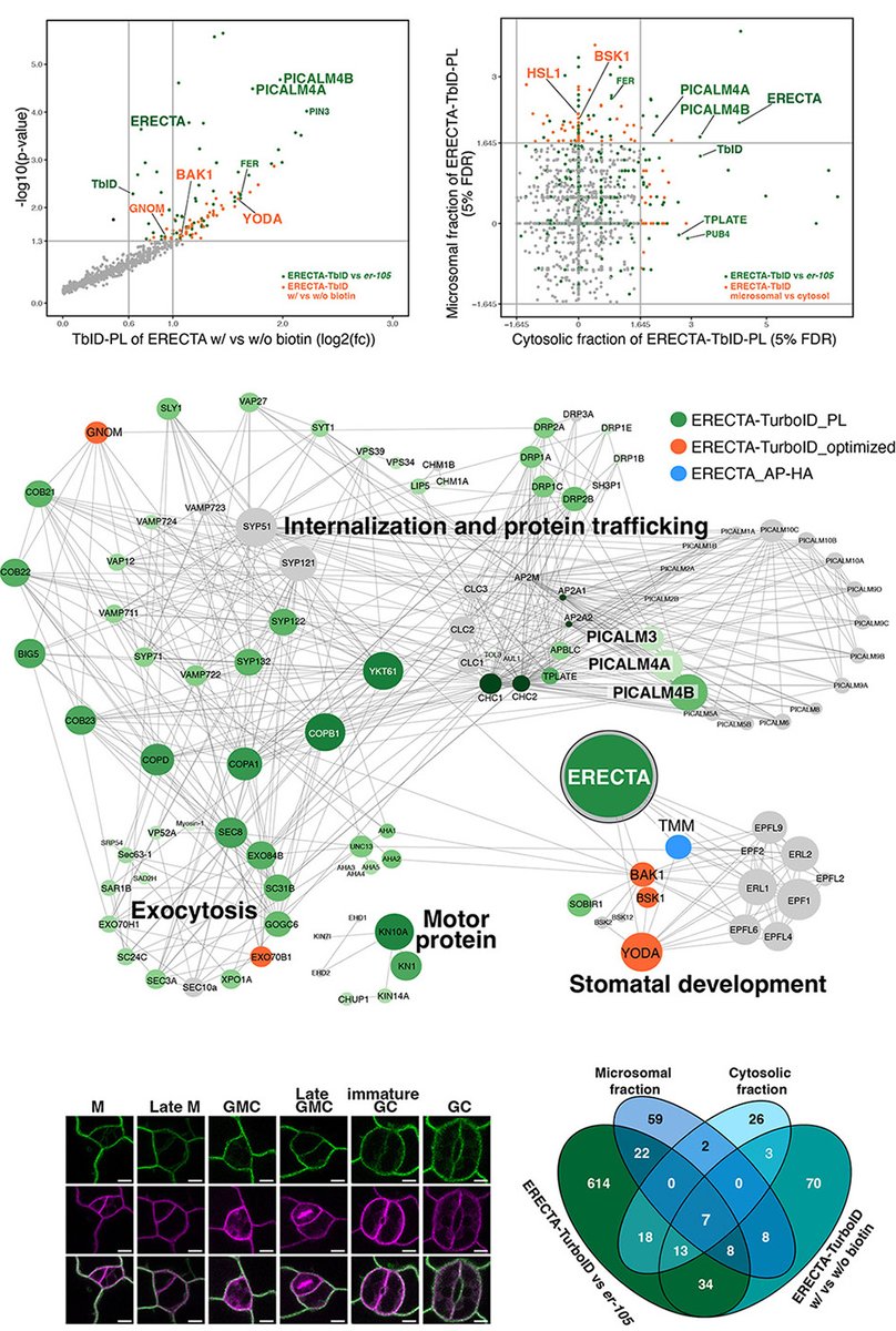 新作です！気孔の発生など植物の形態形成を制御する受容体キナーゼERECTAの比較プロテオミクスから、受容体の細胞内ダイナミクスを制御する因子を同定。弊学のエドワード•マーコット教授、基生研の上田貴志教授とのコラボ🌱🔬🧪　おめでとう〜
biorxiv.org/content/10.110…
