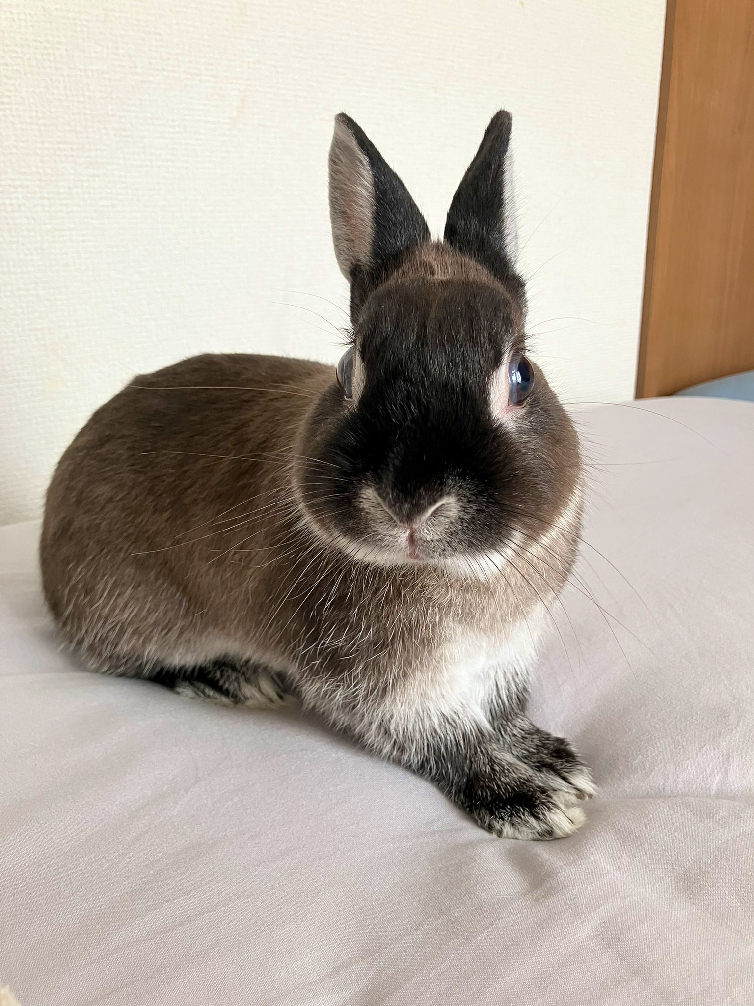 うさぎ様 ネザーランドドワーフ No.583 売約済 販売ベビー バニー