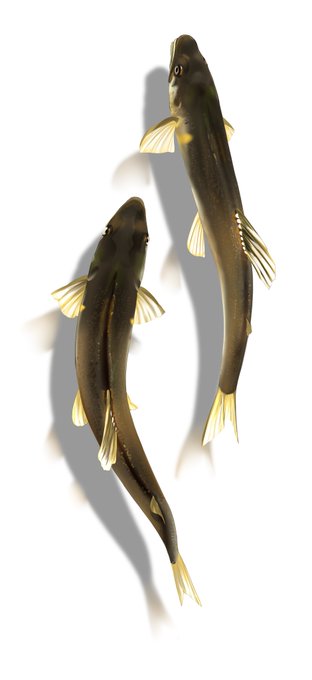 アユ、いいよな 