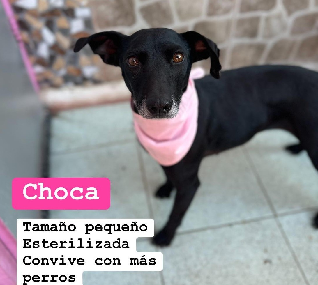 eltuitdemarsh's tweet image. Nos urge encontrar un hogar para Choca. Vive con una adulta mayor que está amenazando con hacerla dormir a ella y a sus 3 hermanitos porque teme que la ataquen cuando intenta separarlos. Pelean porque están estresados. Si deseas salvarla, llama al +56972601710. Favor RT!
#Quilpué