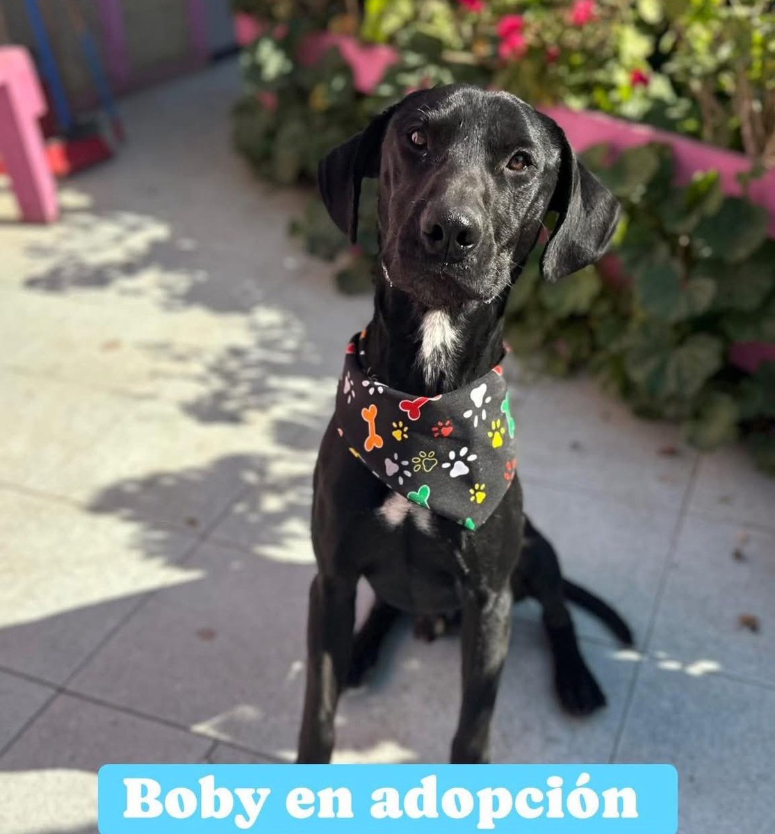 eltuitdemarsh's tweet image. Nos urge encontrar un hogar para Boby. Vive con una adulta mayor que está amenazando con hacerlo dormir a él y a sus 3 hermanitos porque teme que la ataquen cuando intenta separarlos. Pelean porque están estresados. Si deseas salvarla, llama al +56972601710. Favor RT!
#Quilpué