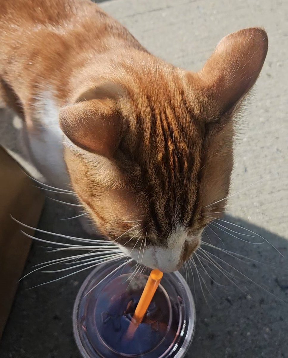 This orange tried to eat my groceries and drink my dunkins
