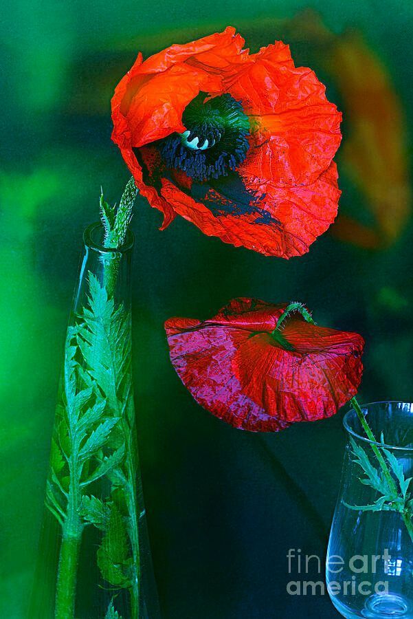 photographervin's tweet image. #POPPY alexander-vinogradov.pixels.com/featured/still…
#avinogradovflowers #photographyisart #nature #AlexanderVinogradov #photoghraphy #flower #floralart #beautiful #happy #artwork #print #giftidea #buyintoart #ArtSale #wallart #YearforArt #ArtLover #BeautyinArt #FlowersOnX #garden #fineartphotography