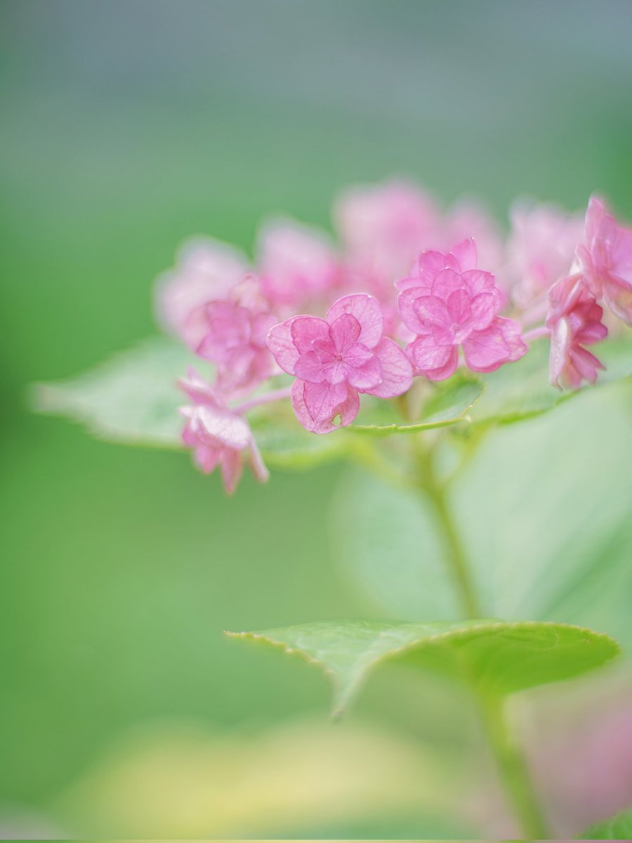 nekoneko2355's tweet photo. 𝘛𝘩𝘶𝘳𝘴𝘥𝘢𝘺♪
季節遅れですが、庭先では紫陽花がまだ頑張ってます😇

𝐺𝑜𝑜𝑑 𝑚𝑜𝑟𝑛𝑖𝑛𝑔︎ 🎐 https://t.co/f6K3W7e4ka