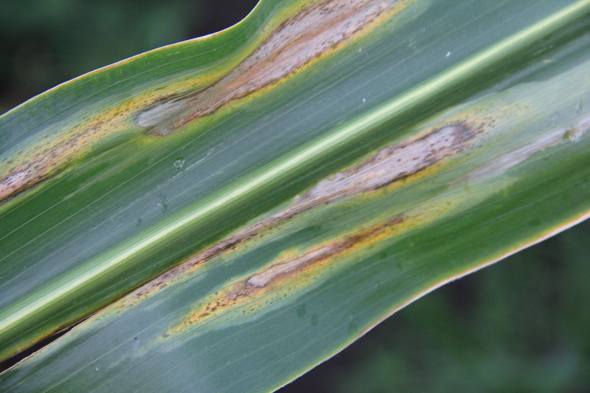 CropNetwork's tweet image. Goss's wilt bacteria can infect corn at any stage. Lesions are long, gray-green to black, water-soaked, and have wavy edges. Streaks resembling freckles in lesions are a distinctive symptom.
Resistant hybrids are available. Crop rotation and tillage reduce bacterial survival.…