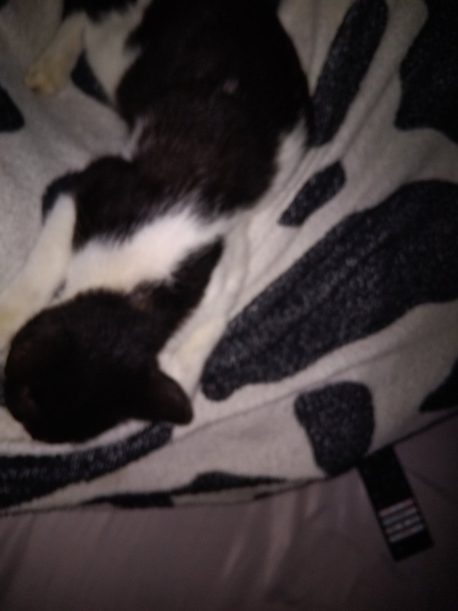 12_Lence's tweet image. Camuflagem