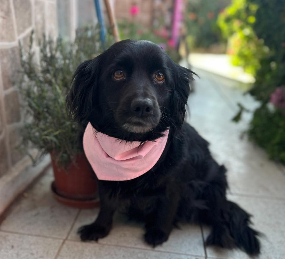 eltuitdemarsh's tweet image. Nos urge encontrar un hogar para Diana. Vive con una adulta mayor que está amenazando con hacerla dormir a ella y a sus 3 hermanitos porque teme que la ataquen cuando intenta separarlos. Pelean porque están estresados. Si deseas salvarla, llama al +56972601710. Favor RT!
#Quilpué