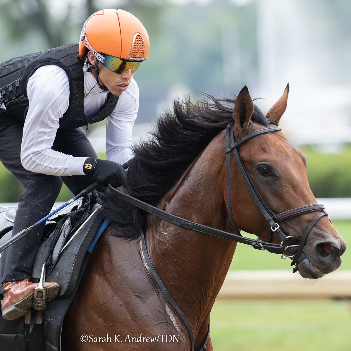 theTDN's tweet image. ✨ Mo Plex (Complexity) is the lone New York-bred in the compact yet competitive five horse-field set for Saturday's GII Jim Dandy S. at Saratoga. Though it will be the colt's biggest test yet, his connections are confident that the multiple graded stakes winner is up for the…