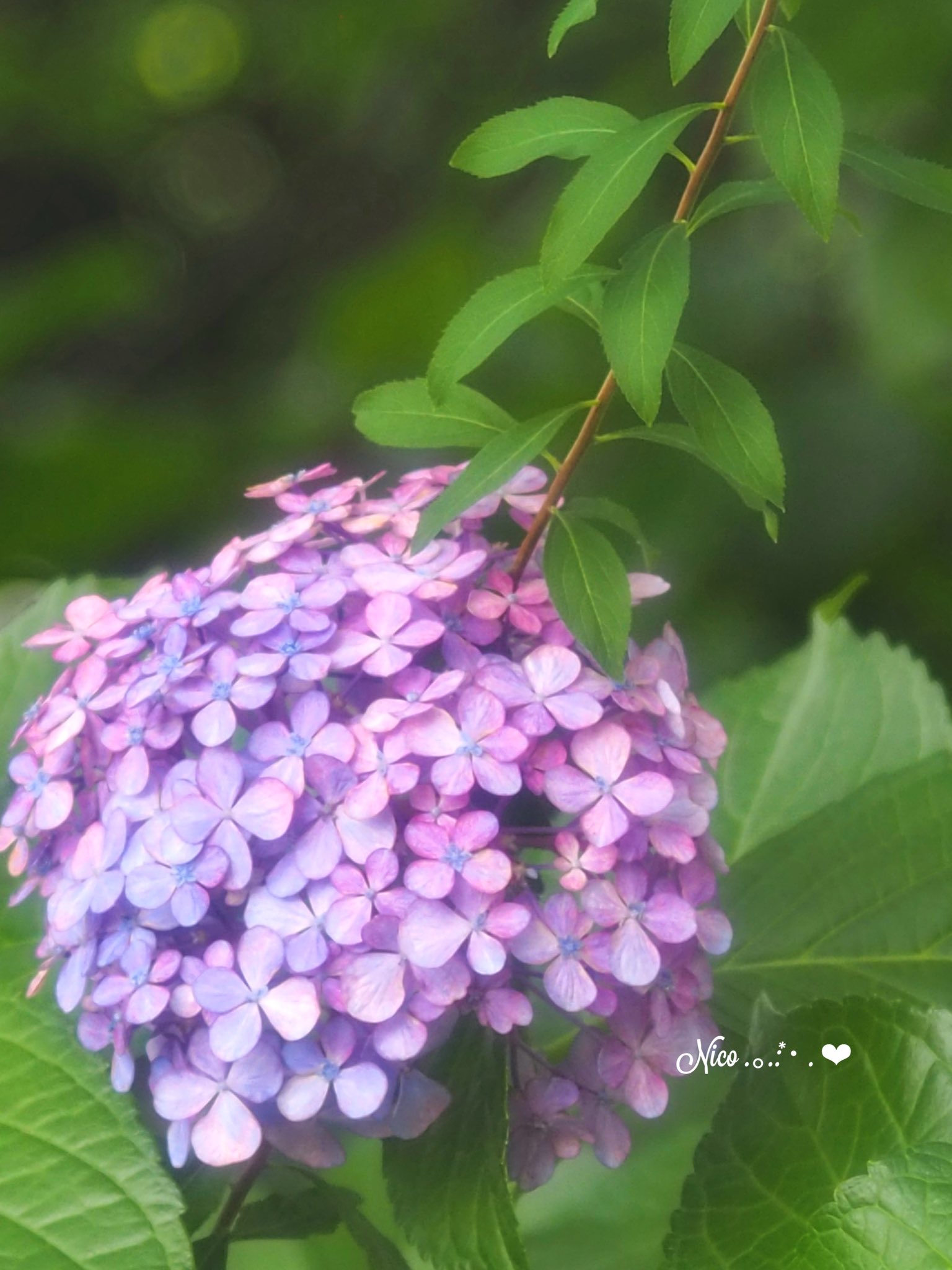 紫陽花 しながわ中央公園⛲️ 紫陽花💠＆ドクターイエロー💛 公園横には