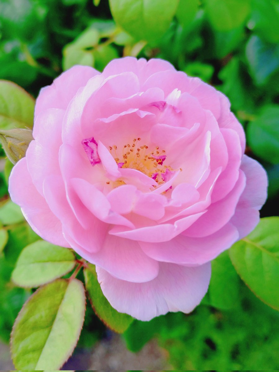 goodmax772000's tweet image. 皆さん!おはようございます🌹#薔薇
ﾗﾌﾗﾝｽ❀何時もありがとうございます。引き続き宜しくお願いします♪