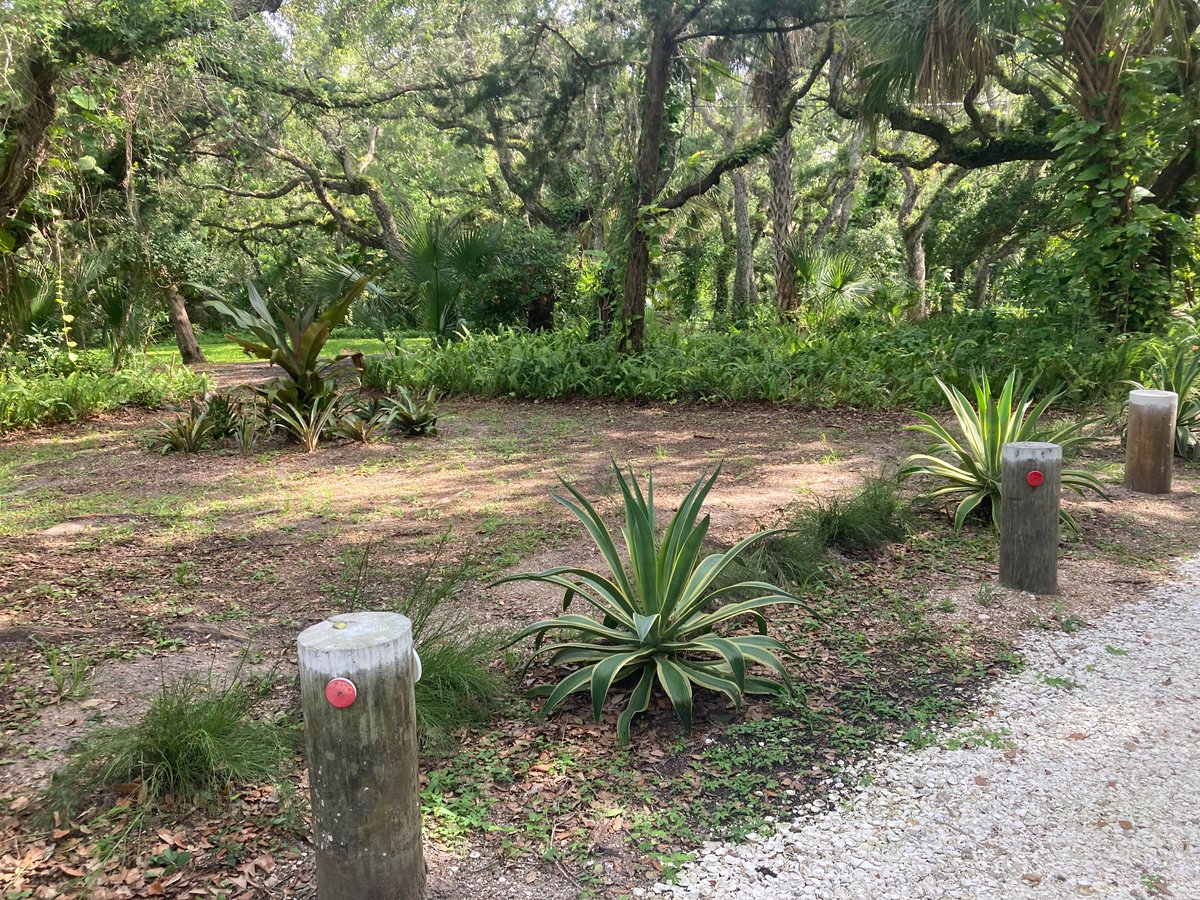 TheStoneMatador's tweet image. I got a package for my neighbor today, 2 driveways down, behind a gate…nice landscaping, opposite of my property. Their lot goes all the way back to river & was one of the original 5 -2acre lots “my neighbors”…. All the lots have the crazy coastal oaks. I’d like to go in their…