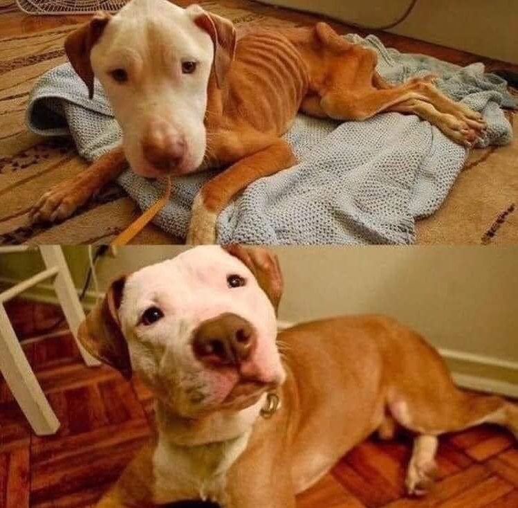 BestinDogs's tweet image. An asylum worker refused to put this dog to sleep and took him home to take care of him. Thank you! 🙏❤️
We need more people like her!