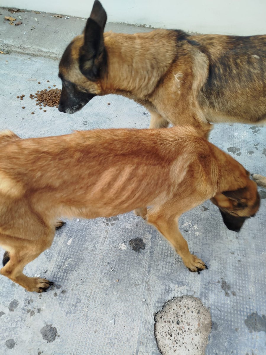 #Rawson allanamiento por maltrato animal.
Se secuestron 4 perras desnutridas
Denuncia realizada por una vecina ante la oficina de la unidad especializada de ambiente y maltrato animal. <a href="/RadioChubut/">Radio Chubut</a>