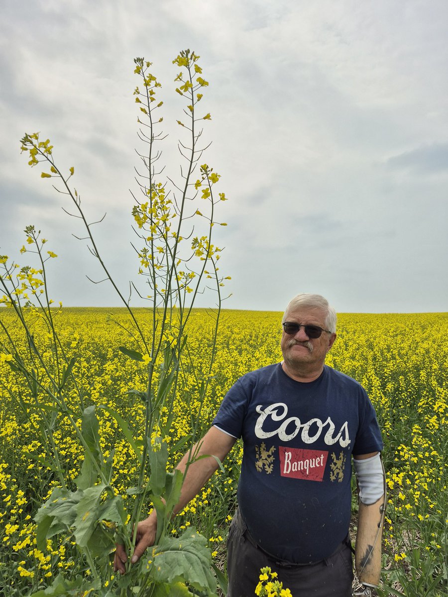Page__Newton's tweet photo. Great visit with @SynergyAG #lajord customer Phillip Boehmer this afternoon- his @canterraseeds #CS4000LL #canola is looking good! #LibertyLink #SaskAg https://t.co/svOuSQn4aL
