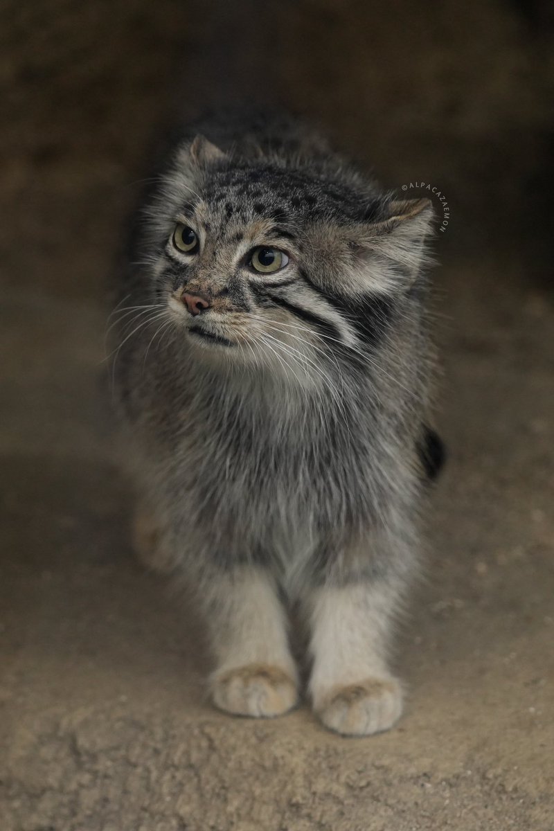 アルパカざえもん (@alpacazaemon) on Twitter photo 