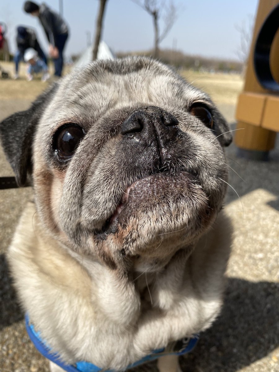 K*O様 あきぱぐ PUGJYU パグ獣 春の新緑 ver PUG 新品未開封 あきぱぐ PUGJYU パグ獣 春の新緑 ver PUG KINGDOM ソフビ