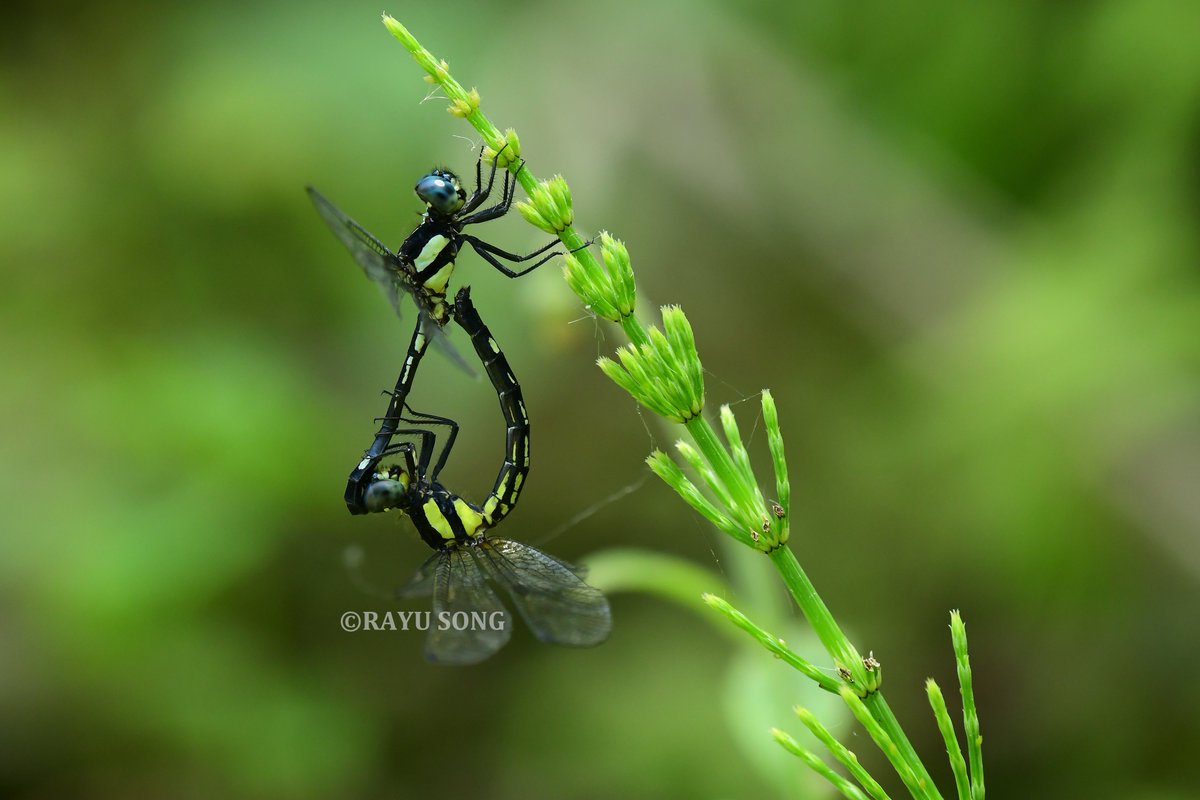 2025·华西南五月。
雨林沼蜻Hylaeothemis clementia。
一种栖息于茂盛森林中的小型蜻，成虫聚集在沟谷深处的渗流地附近，阳光充沛时活跃。记录到了难得的交配镜头。