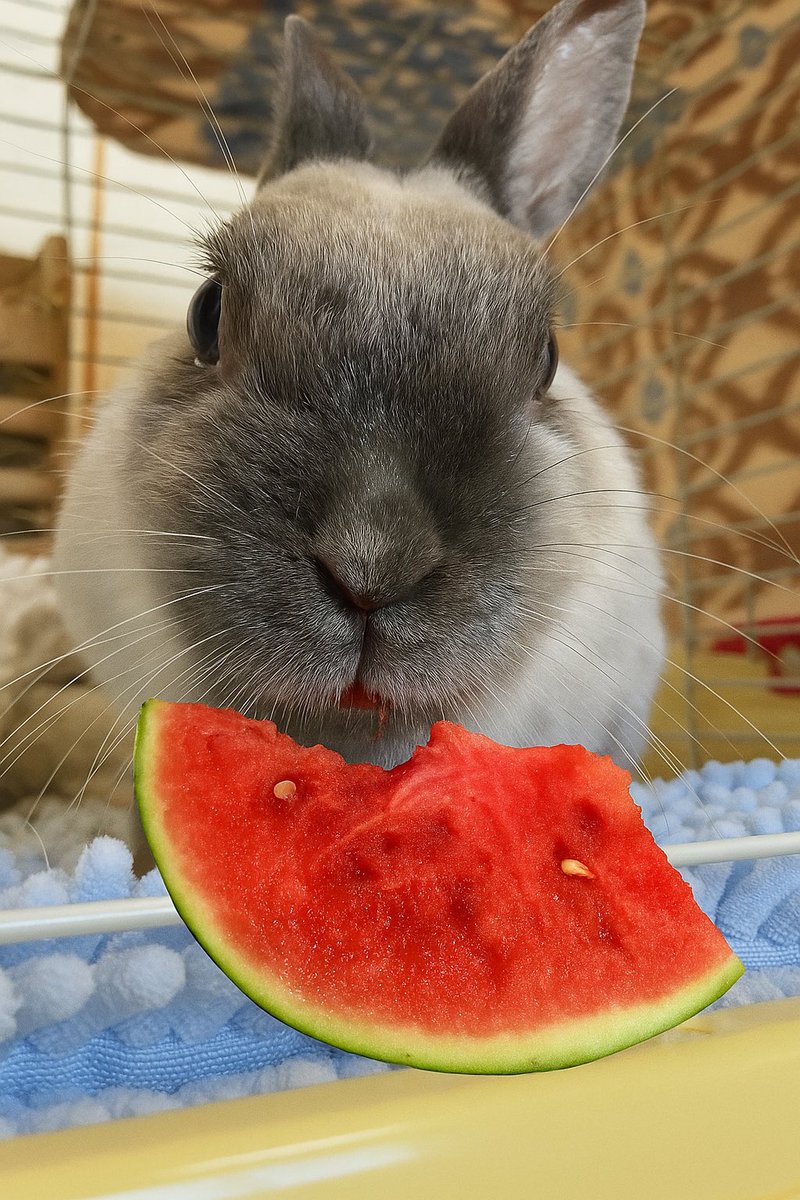 gy3_jp's tweet image. チャットGPTにスイカ食べてる画像お願いしたら雑コラできました笑