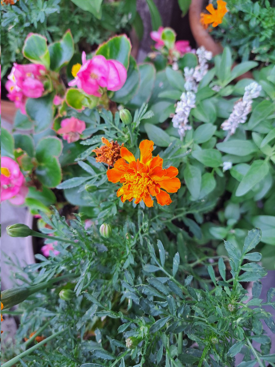 花壇の花です。