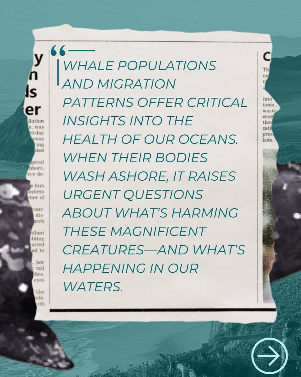 RepLiccardo's tweet image. These deaths are heartbreaking for our coastside community and coincide with a chronically understaffed and underfunded NOAA. The public deserves answers about NOAA’s current response to this spike in whale mortality.