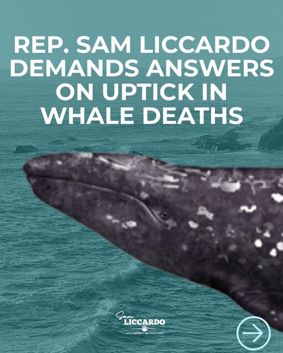 RepLiccardo's tweet image. These deaths are heartbreaking for our coastside community and coincide with a chronically understaffed and underfunded NOAA. The public deserves answers about NOAA’s current response to this spike in whale mortality.