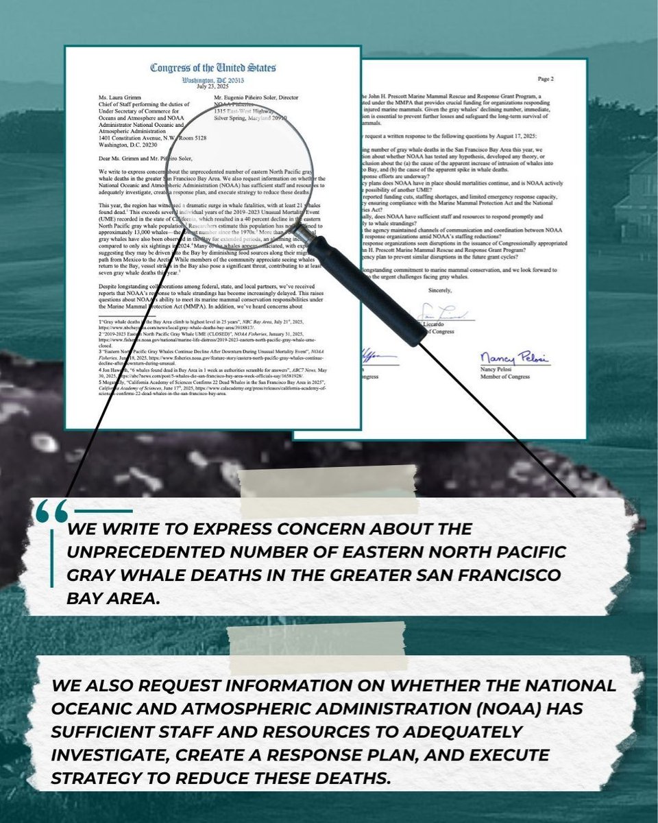 RepLiccardo's tweet image. These deaths are heartbreaking for our coastside community and coincide with a chronically understaffed and underfunded NOAA. The public deserves answers about NOAA’s current response to this spike in whale mortality.