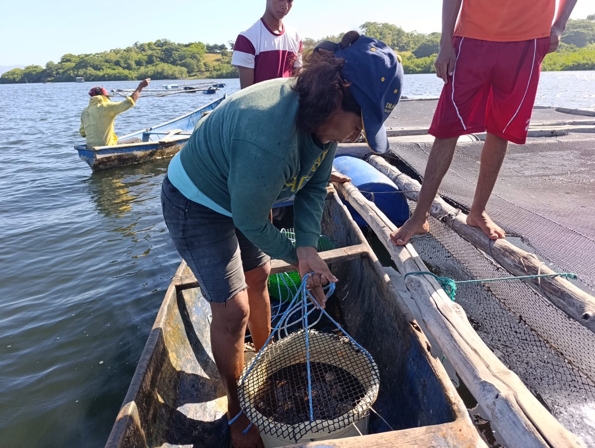 Acuicultura sostenible: Nicaragua avanza en recuperación de bivalvos con apoyo de JICA el19digital.com/articulos/ver/… #El19digital