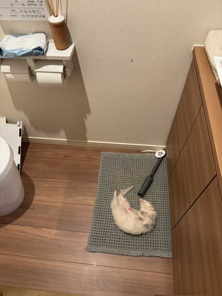 kqnS6UtCss8e4G6's tweet image. 色々運んで、一休み中💤