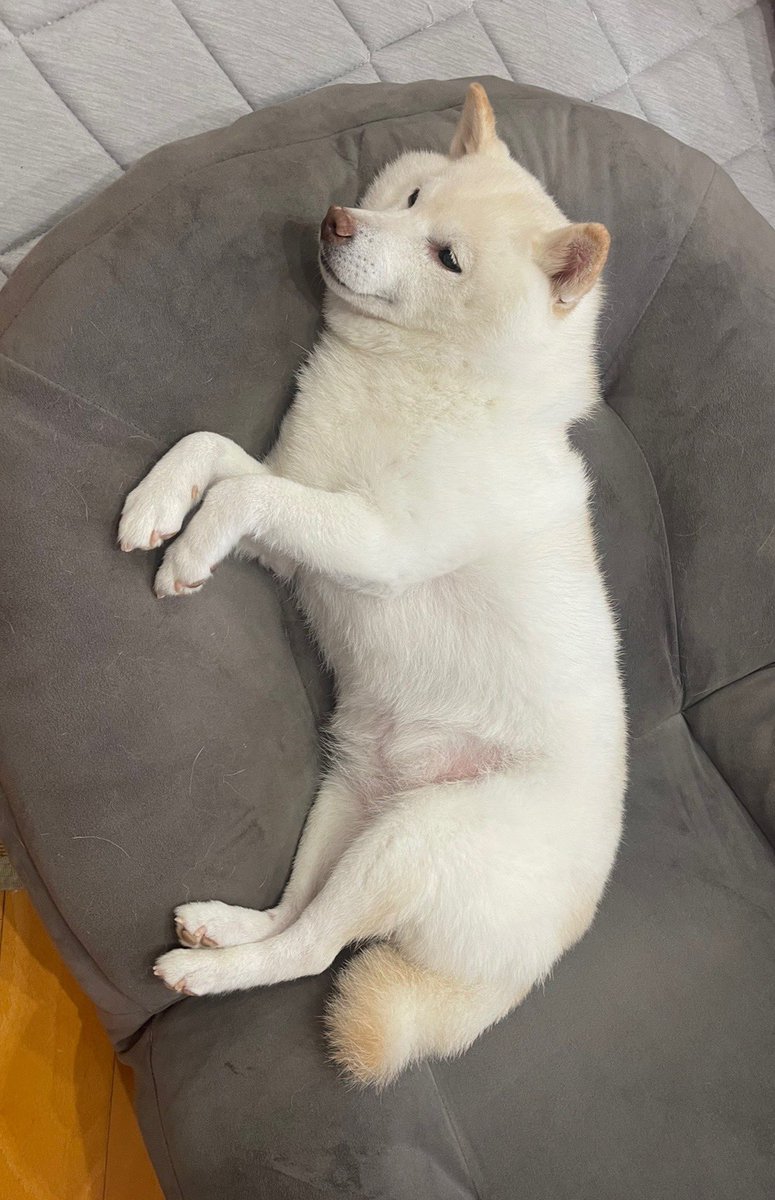 go20597673's tweet image. おはようございます👍

＃白柴　＃柴犬