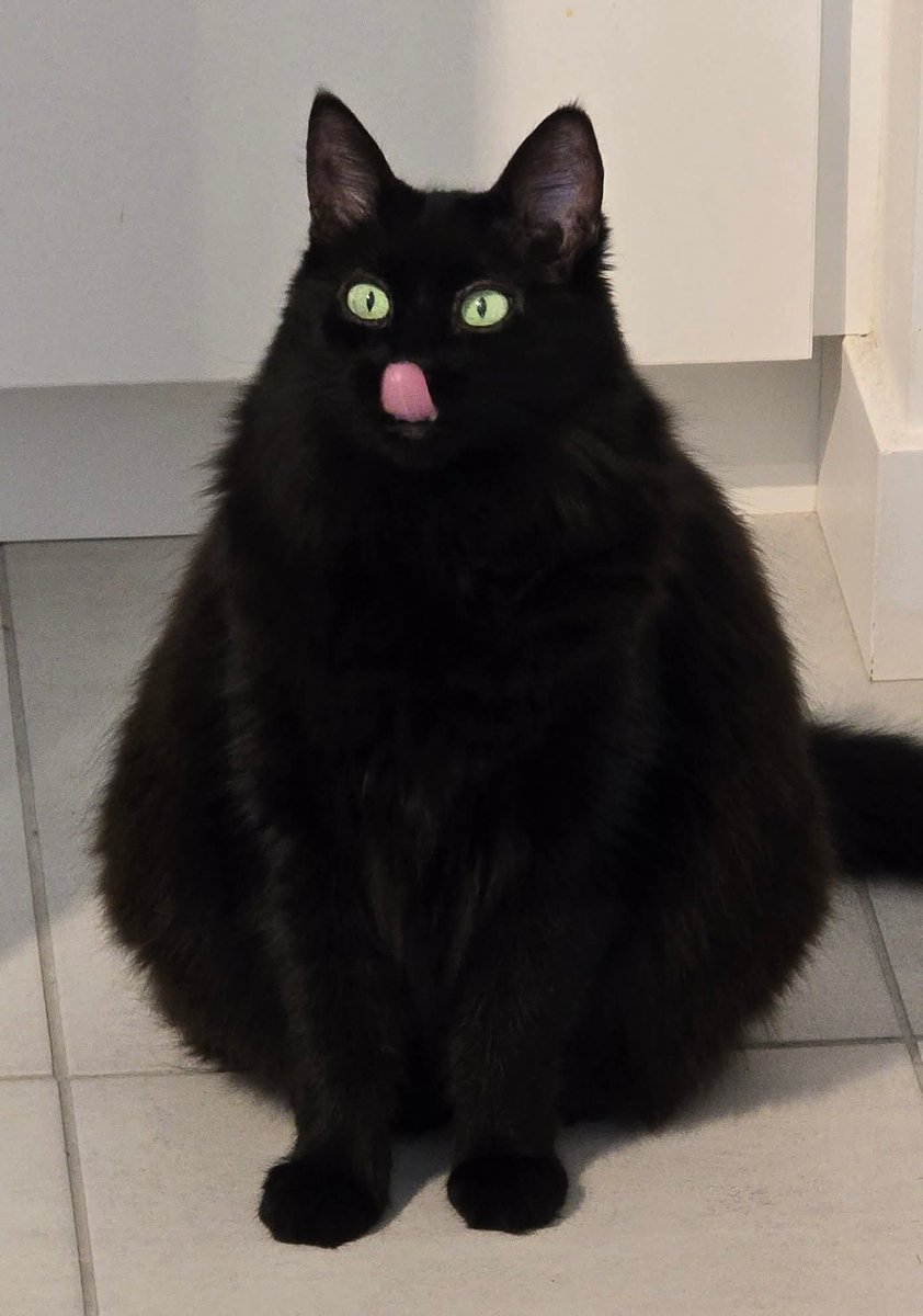 basfeellin's tweet image. Où es ma bouffe !?