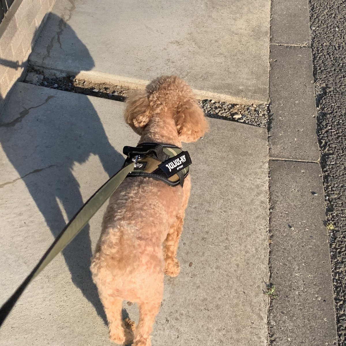 おはようございます！

三男🐕との朝活は、
5時台に起きて6時には出発。

ただ6時15分を過ぎるともう暑い💦

なので、さらに早めて行くしかないかな。近所のワンちゃん達も皆んな早い朝活。

朝早い分、私も時間を有意義に使え、メリットあるし。