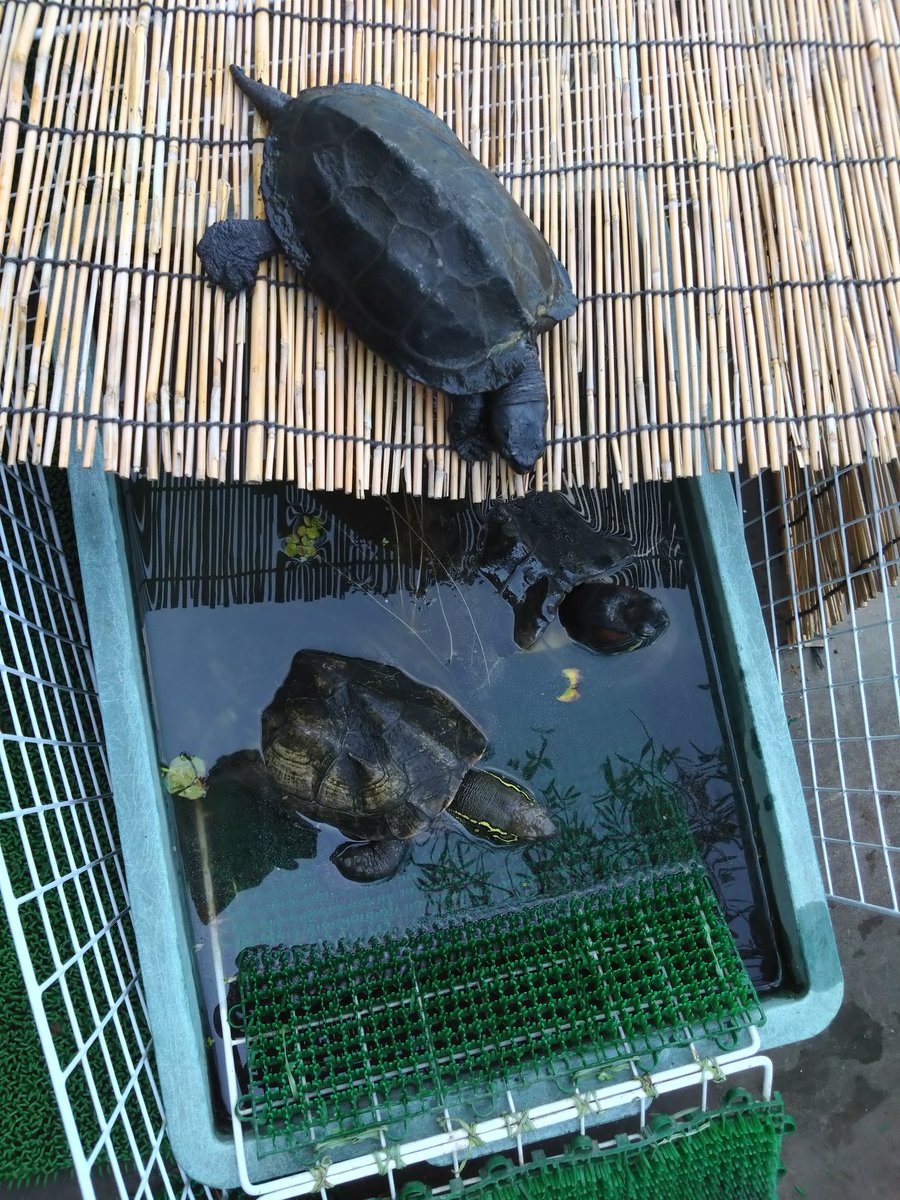 testudo216's tweet image. #クサガメ #アカミミガメ
小さなプールにアカミミきんちゃんとクサガメカブちゃんが入ってる
この2匹は相性がよく、一緒にいても平気そう
そこへ怪しい黒い影
身軽なおかきくんが簾の上からのぞきに来た
まるで女湯をのぞく出歯亀
(死語?)
ダイブするかと思ったけどしばらく眺めてただけだった
