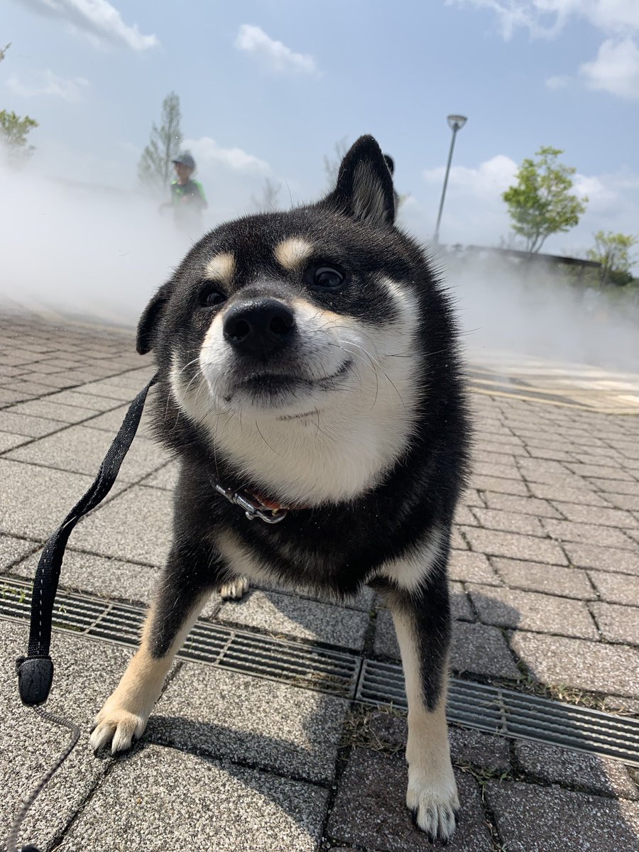 黒柴たろう (@07tarou09) / Posts / X