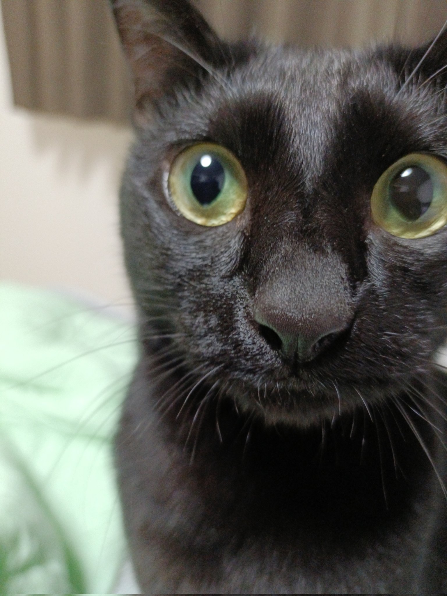 額 女豹に黒猫 額 女豹に黒猫