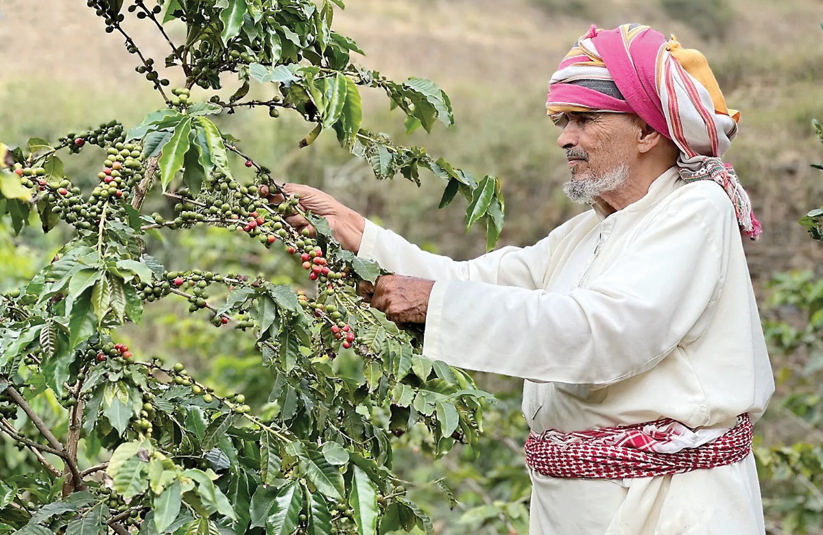 arabnews's tweet image. #SaudiArabia ramps up high-quality #coffee production using tissue culture technology
arab.news/gscdr
@ReefSaudi
