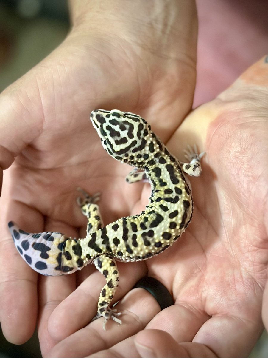 biggdaddygabby's tweet photo. Learn with us! 🦎 Leopard geckos can drop their tails when scared—it’s a defense trick called autotomy! But don’t worry, they can regrow it! 💪🏼
#UnableToExotic #LearnWithUs #GeckoFacts https://t.co/pWQPiGZLBk