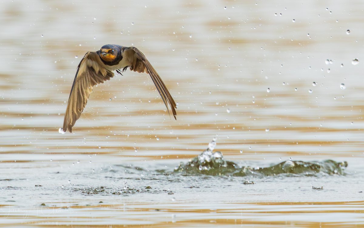 Swallow dropping in for a dip at Farlington marsh whilst waiting for the no show Pec sand.... <a href="/HOSbirding/">Hampshire Ornithological Society</a> <a href="/BirdGuides/">BirdGuides</a> <a href="/thetimes/">The Times and The Sunday Times</a> #bird #NaturePhotography