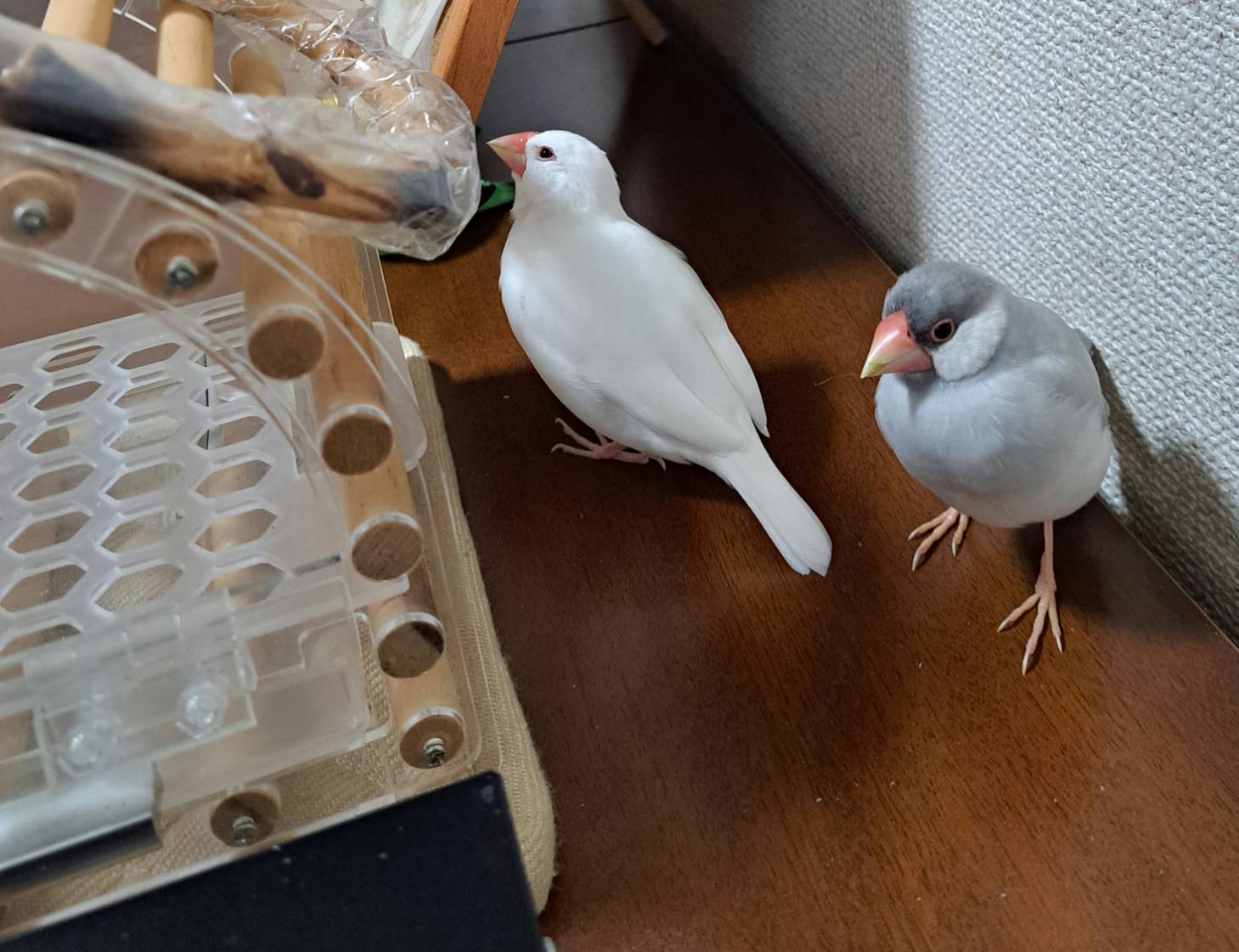 文鳥 5000000086267_07.jpg
