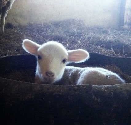 lambning's tweet image. 