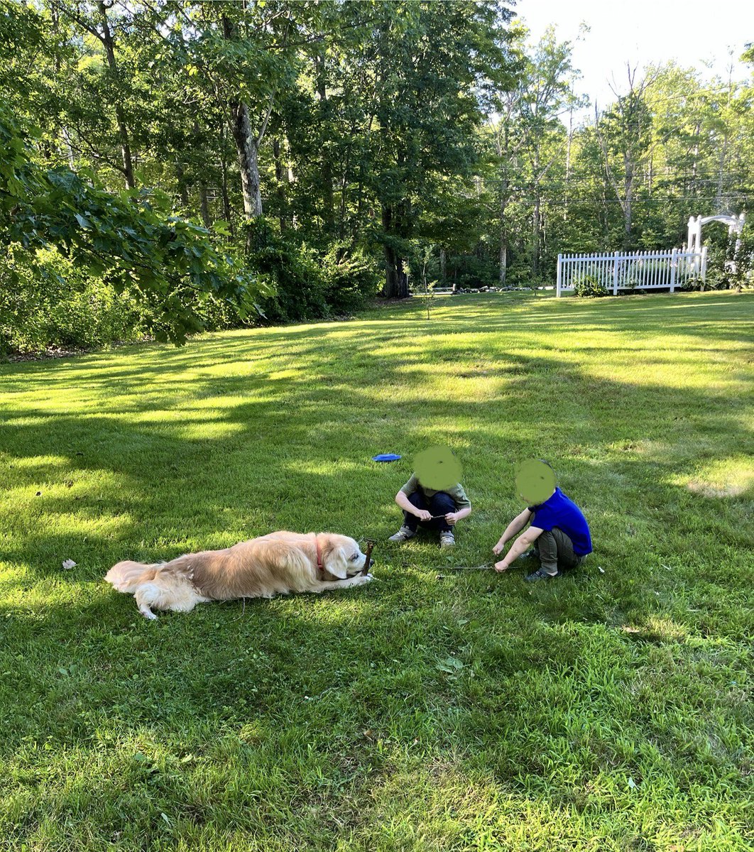 CatholicCharm's tweet image. Oh to be a golden retriever of a middle class family where the kids bring you endless sticks