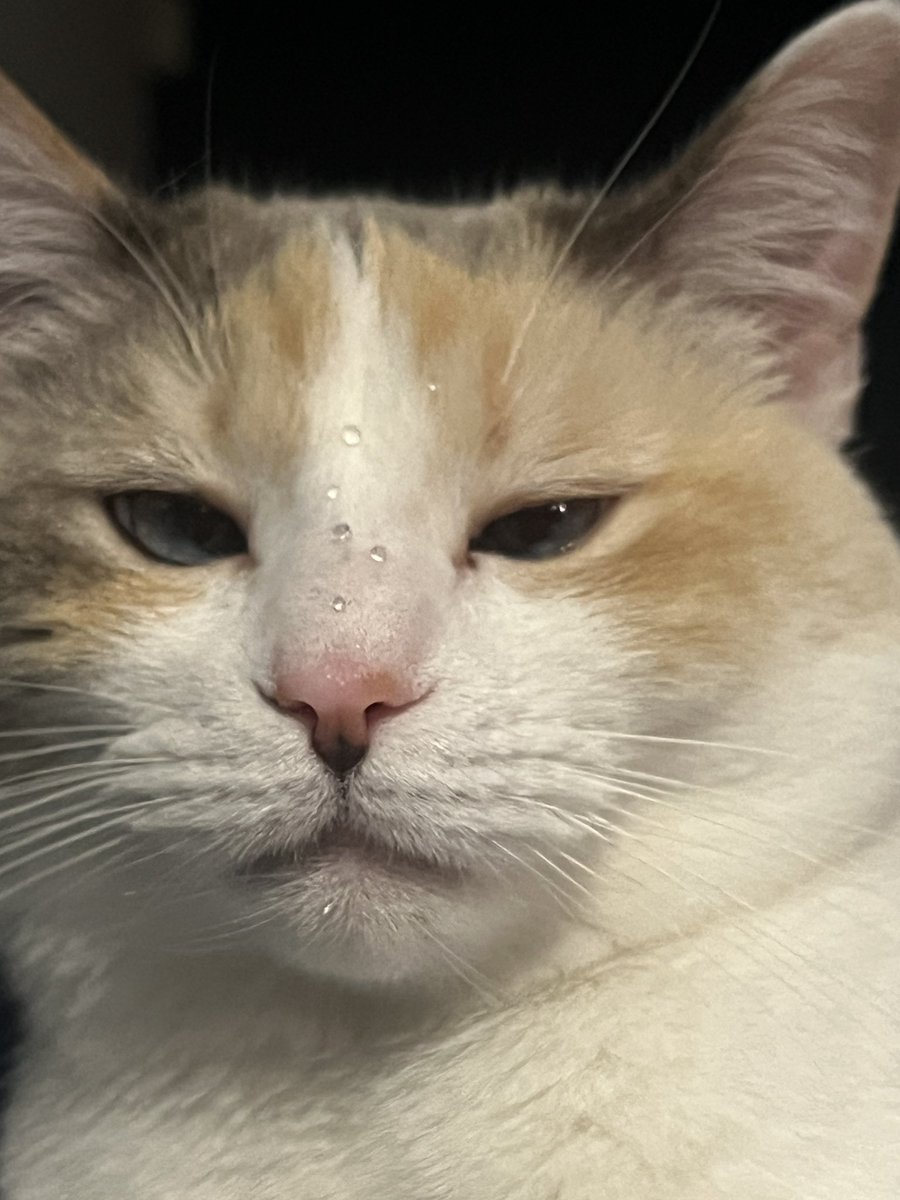 Panko A. Cat’s Mom tweet media