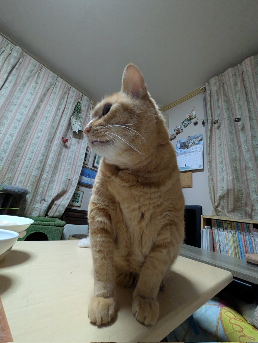 torakoland's tweet image. おはようございます。さすがに？昨日は体調悪くて撃沈されてました💦今朝は復活してます！今日も頑張ります！